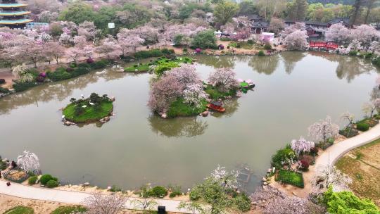 航拍武汉春天东湖樱园盛开的樱花