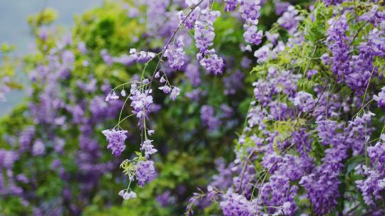 春天风中吹动紫藤花