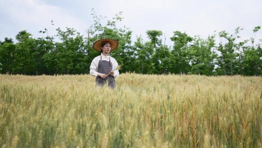 中年女性农民走在小麦田里