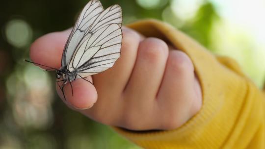 一只蝴蝶停在了女孩的手指上