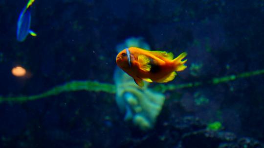 海洋馆水族馆海底世界小丑鱼