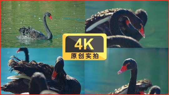 原创实拍黑天鹅4k升格一组高清在线视频素材下载