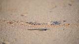 海南海边小螃蟹在沙滩上搬运沙子高清在线视频素材下载