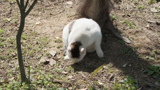 可爱猫咪4K实拍镜头