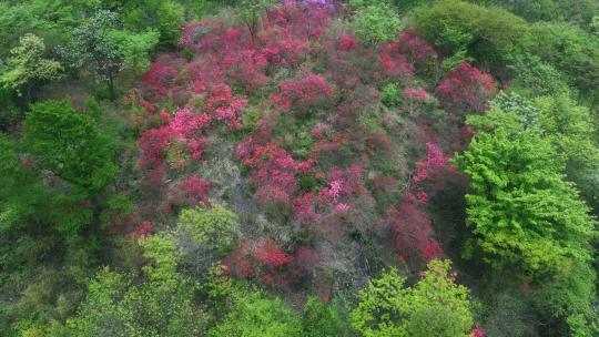 杭州余杭鸬鸟山顶杜鹃花春天映山红航拍