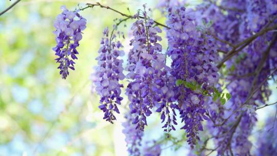 4K植物素材——紫藤
