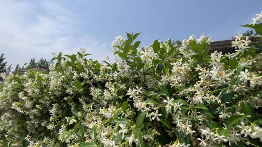 微风吹拂的风车茉莉花花朵