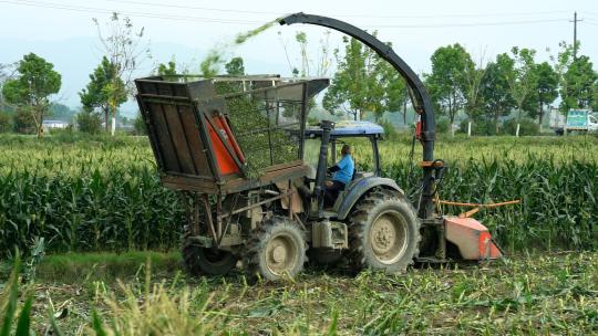 现代农业机械收割玉米