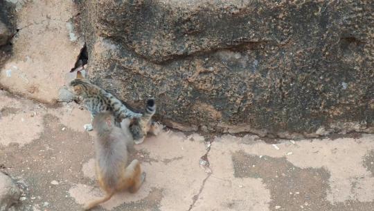云南大理动物园猴子嬉戏误入猴山的猫视频素材模板下载