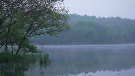 杭州茅家埠 清晨湖面上有雾气飘动水鸟飞过