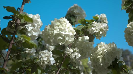 8K重庆铁山坪绣球花实拍