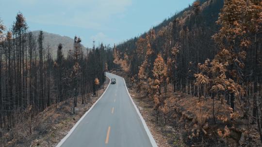 云南旅游风光腾冲森林大火后黑色枯树公路视频素材模板下载