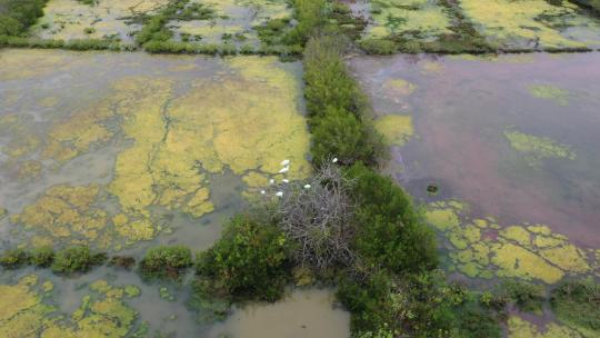 深圳红树林基围鱼塘、红树林、白鹭