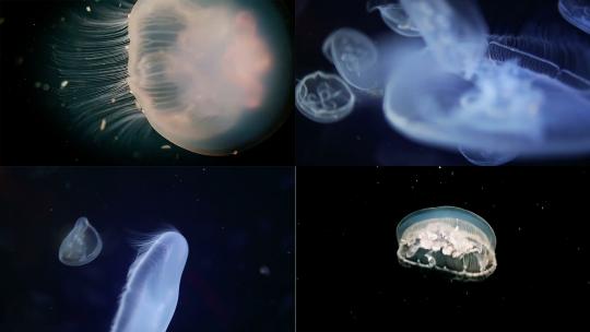 【合集】海底世界水母漂浮游泳高清视频视频素材模板下载
