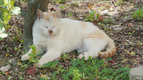 可爱猫咪4K实拍镜头