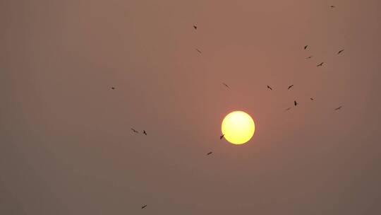 日落时分鸟儿在天空中飞翔的镜头