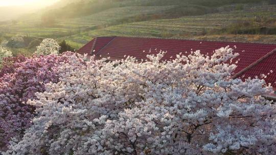 金光照在樱花盛开的小院在红瓦的映照下美好