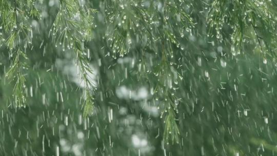 清新夏日雨水谷雨 雨水春雨惊蛰下雨雨景视频素材模板下载