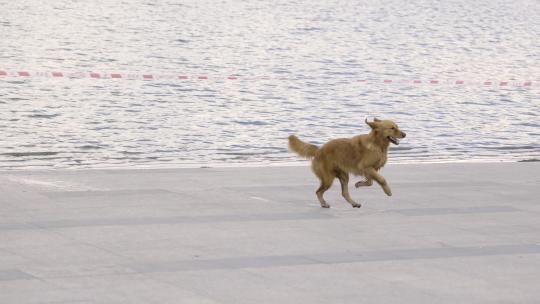 4K狗开心奔跑