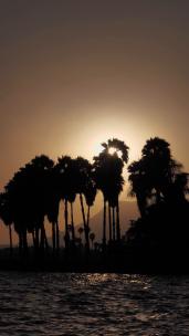 1901_太阳在棕榈树上落下或升起