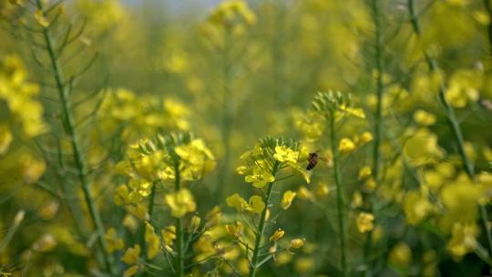 重庆潼南油菜花实拍