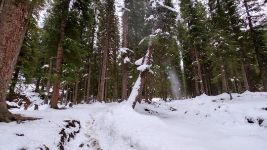 新疆伊犁琼库什台雪后的松树森林