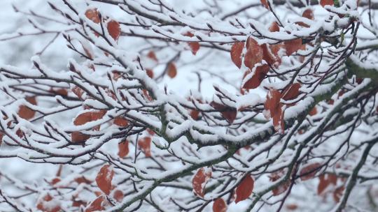 冬季森林积雪落叶红叶雪景