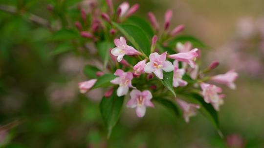 4K花卉植物素材——海仙花