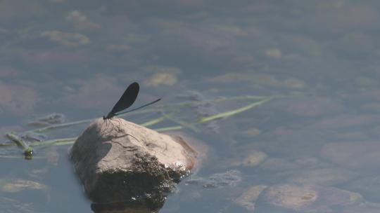 h河岸边石头上停落蜻蜓视频素材模板下载