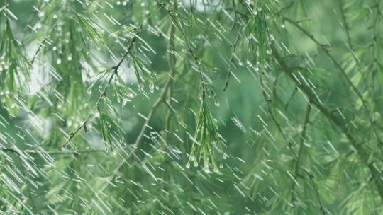 雨水谷雨雨树叶雨水春雨惊蛰下雨雨景视频素材模板下载