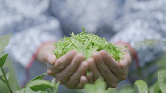 茶叶/茶山/茶园/采茶/春茶/白茶