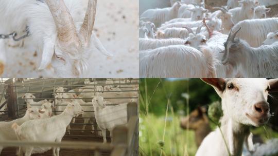[合集]新疆山羊山羊公羊上海崇明白山羊视频素材模板下载