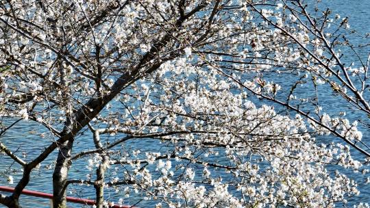 航拍城市街景春天街头盛开的樱花