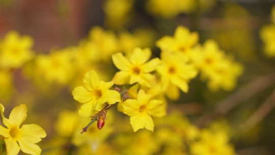 迎春花被风吹动黄色小花