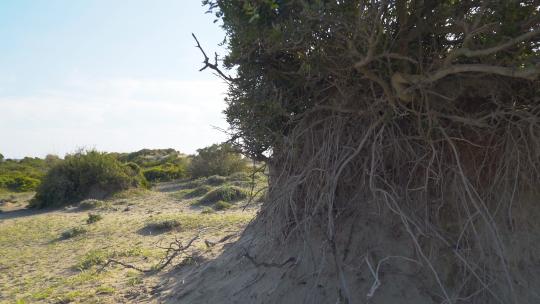 植物的根支撑着沙质表面