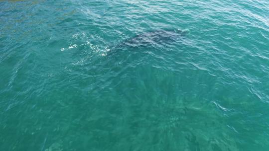 俯瞰鲸鱼在清澈的蓝色海水中游泳
