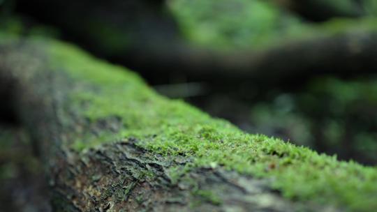 枯树苔藓