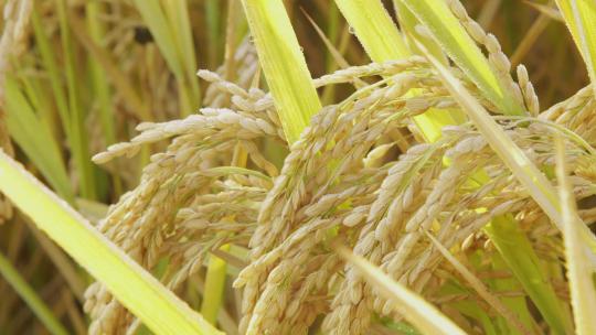 农场种植水稻