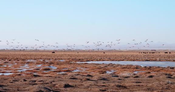 青海湖湿地鸟群