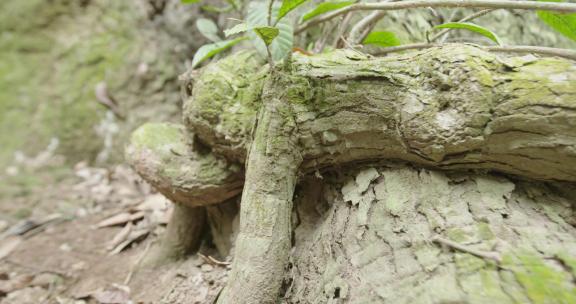 4k鼎湖山森林植被根部