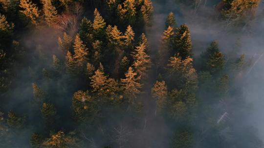 秋季傍晚森林浓雾云雾缭绕航拍