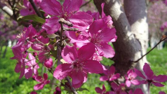 春天森林公园海棠花盛放唯美清新蜜蜂采蜜