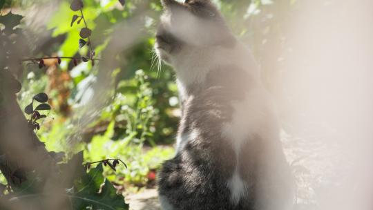 可爱猫咪4K实拍镜头