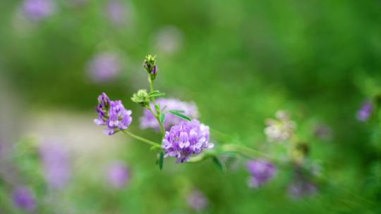 4K植物素材——紫花苜蓿