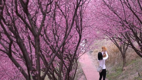 美女在梅花林荫小道举起宠物狗转圈