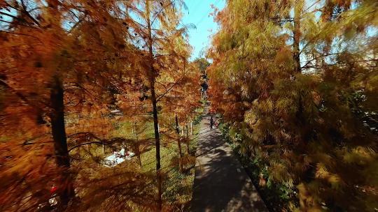 广州湿地公园秋日红色落羽杉航拍穿越4K视频