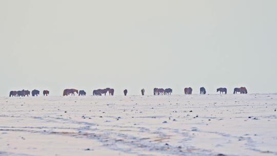 雪后草原上的马群