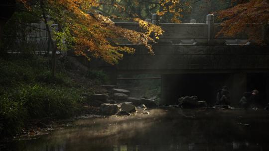 杭州九溪秋天早晨阳光洒树叶和雾气小溪水面