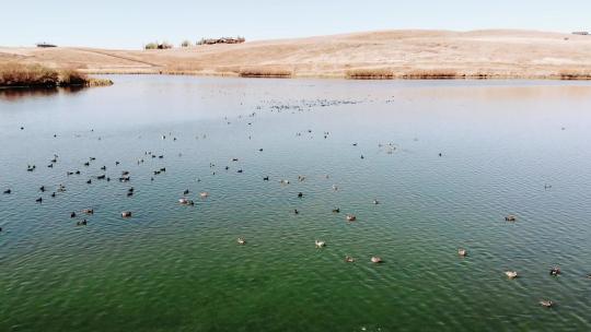 美国科罗拉多州汽船泉，一群鸭子在水面上休息