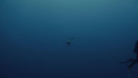 亚速尔群岛鲨鱼潜水之旅中，蓝鲨在潜水员旁边游泳